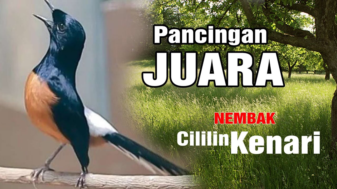 PANCINGAN MURAI BATU GACOR FULL ISIAN PANJANG, SEKALI DENGAR MURAI APAPUN LANGSUNG EMOSI