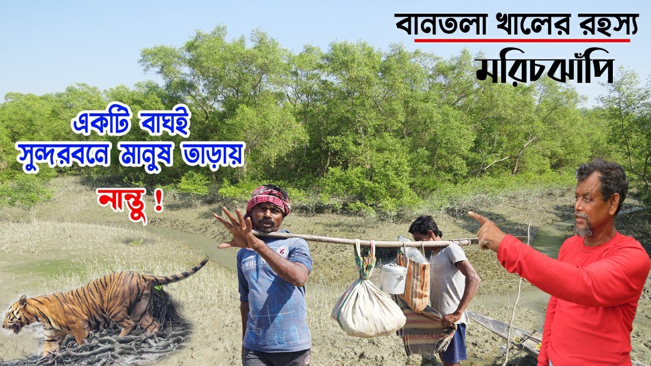 একটি বাঘ পুরো মরিচঝাঁপিতে মানুষ তাড়িয়ে মারছে,সব বাঘ হিংস্র নয় | royal bangal tiger attack sundarban