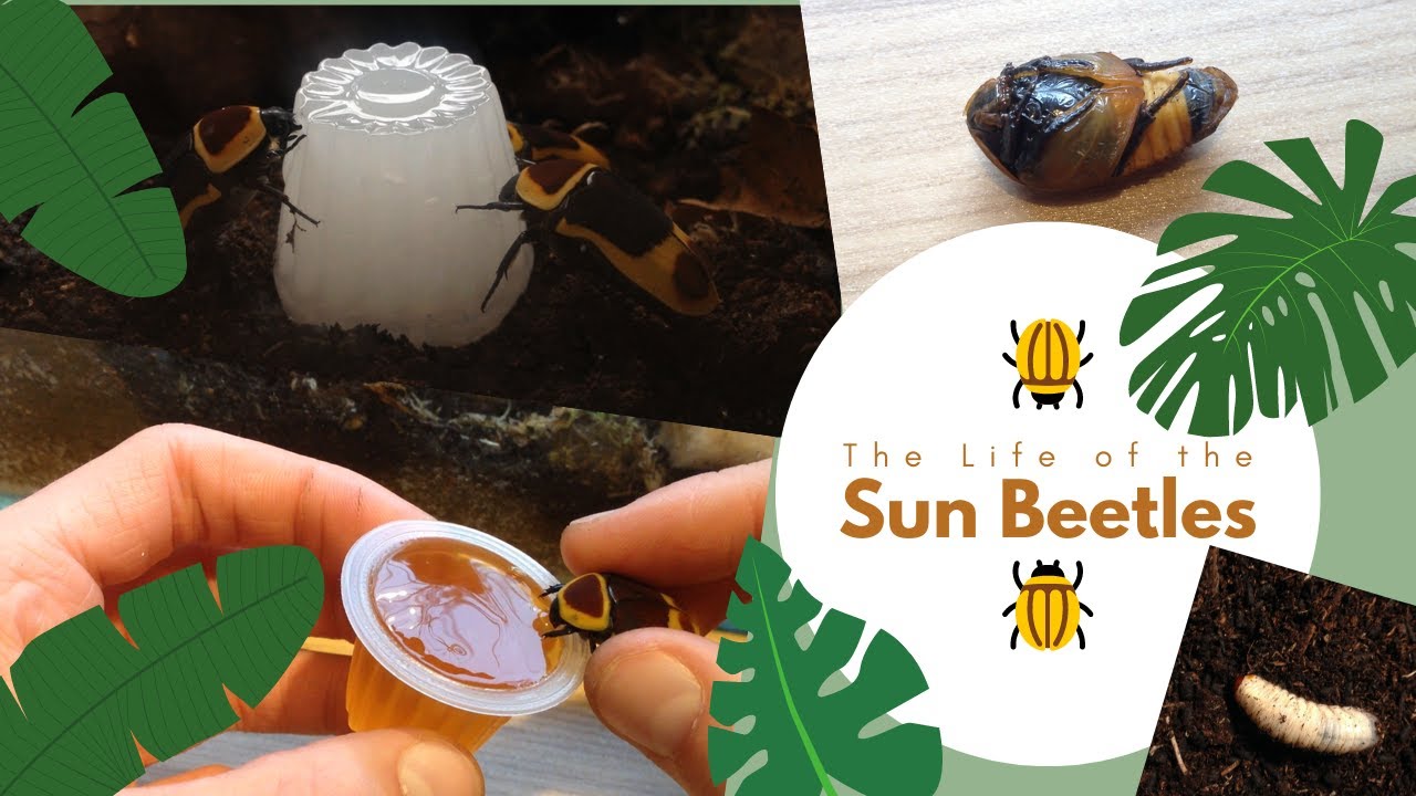 The Life of my African Sun Beetles in Captivity! (what you don't see...) HD