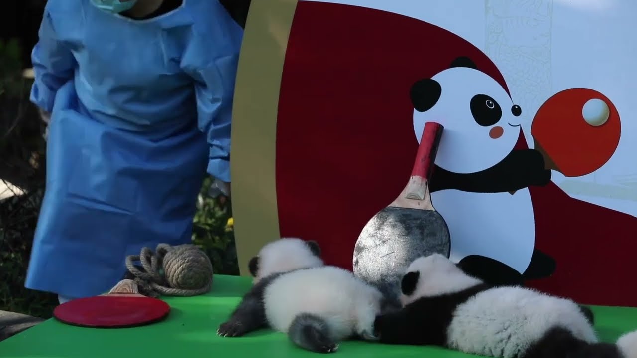 White-And-Gray Panda Born In 2022