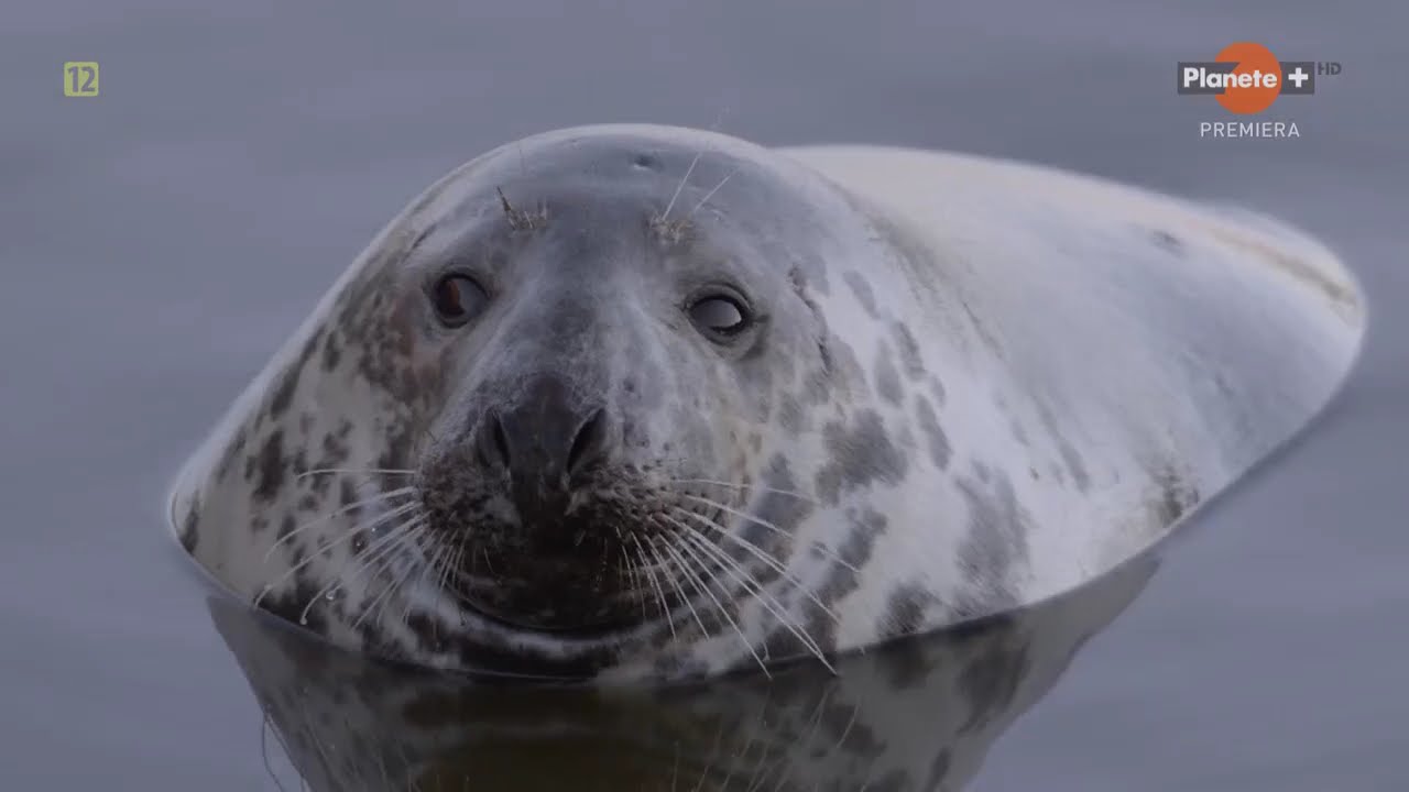 Sekretne życie fok (2022) Film Przyrodniczy PL