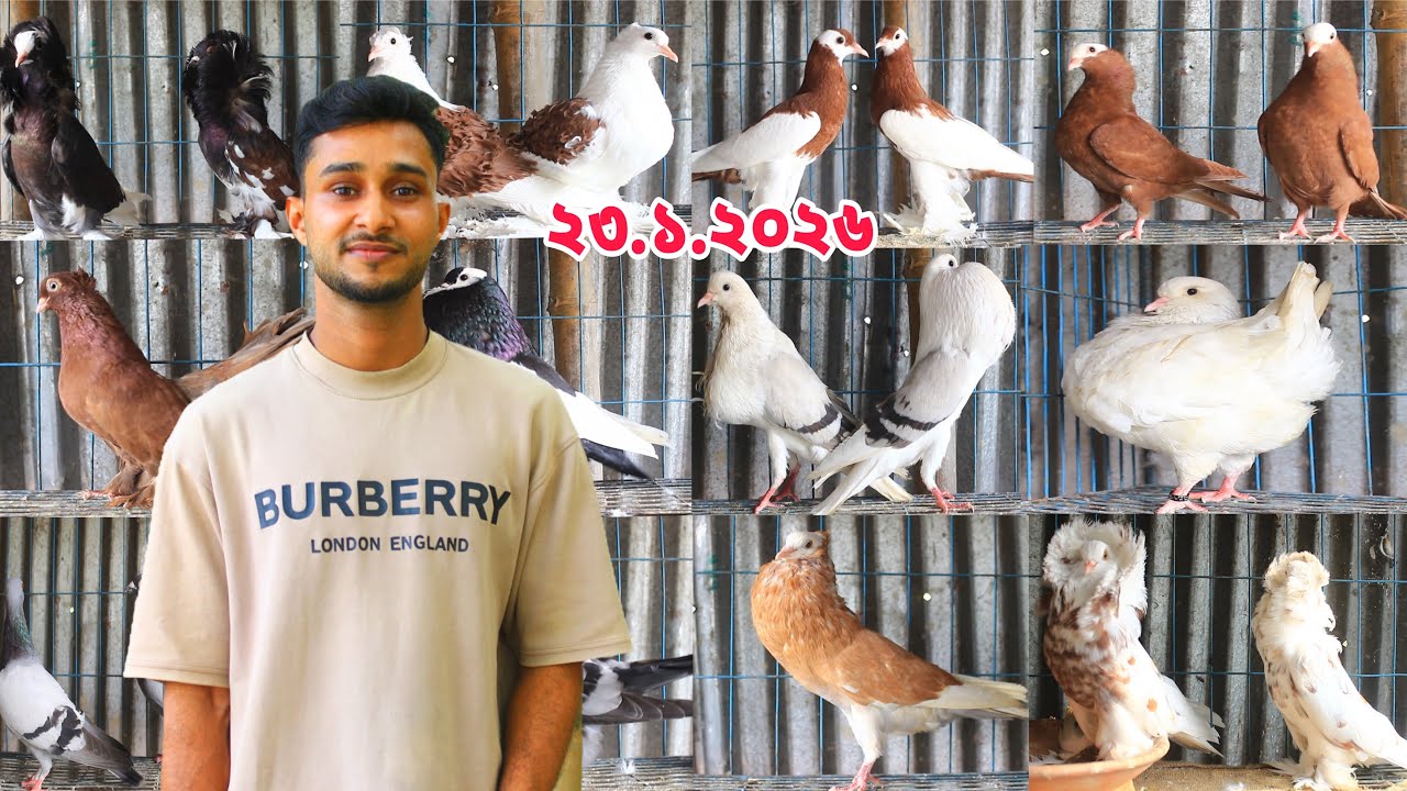 কিং কবুতরের দাম জানুন।সবচেয়ে জনপ্রিয় কবুতরের কালেকশন। 