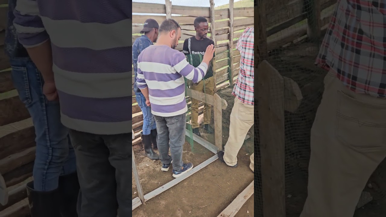 Creating partitions for newborn goats. #goatsfaming #livestock #farming #agribusiness