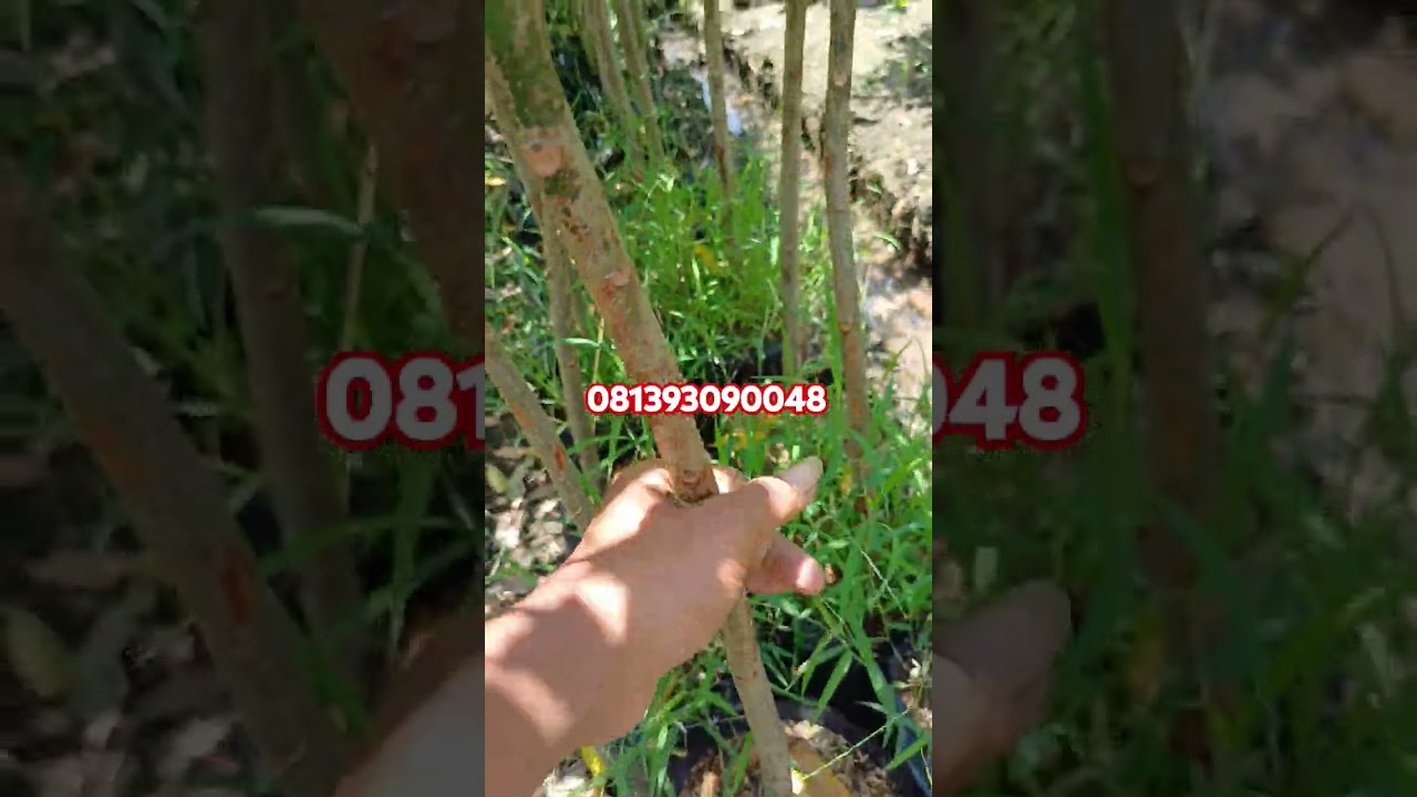 bibit dondong mini berbuah