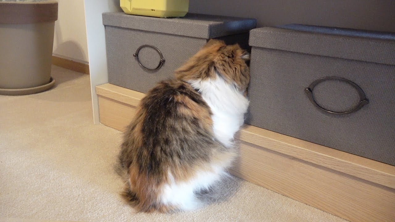 A Kitty Is PERFECTLY Hidden (ENG SUB)