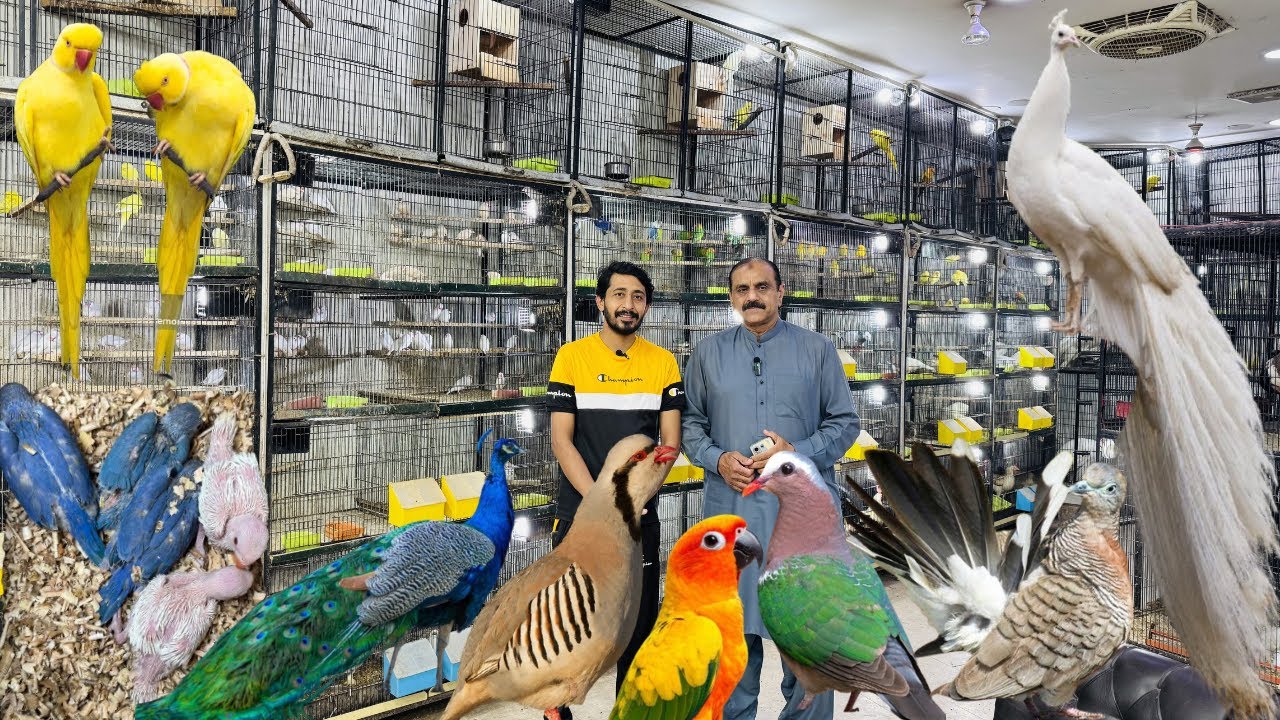 Multan Birds Market 19 March 2026 latest update | Birds Paradise Multan | Mustaq Ahmed |