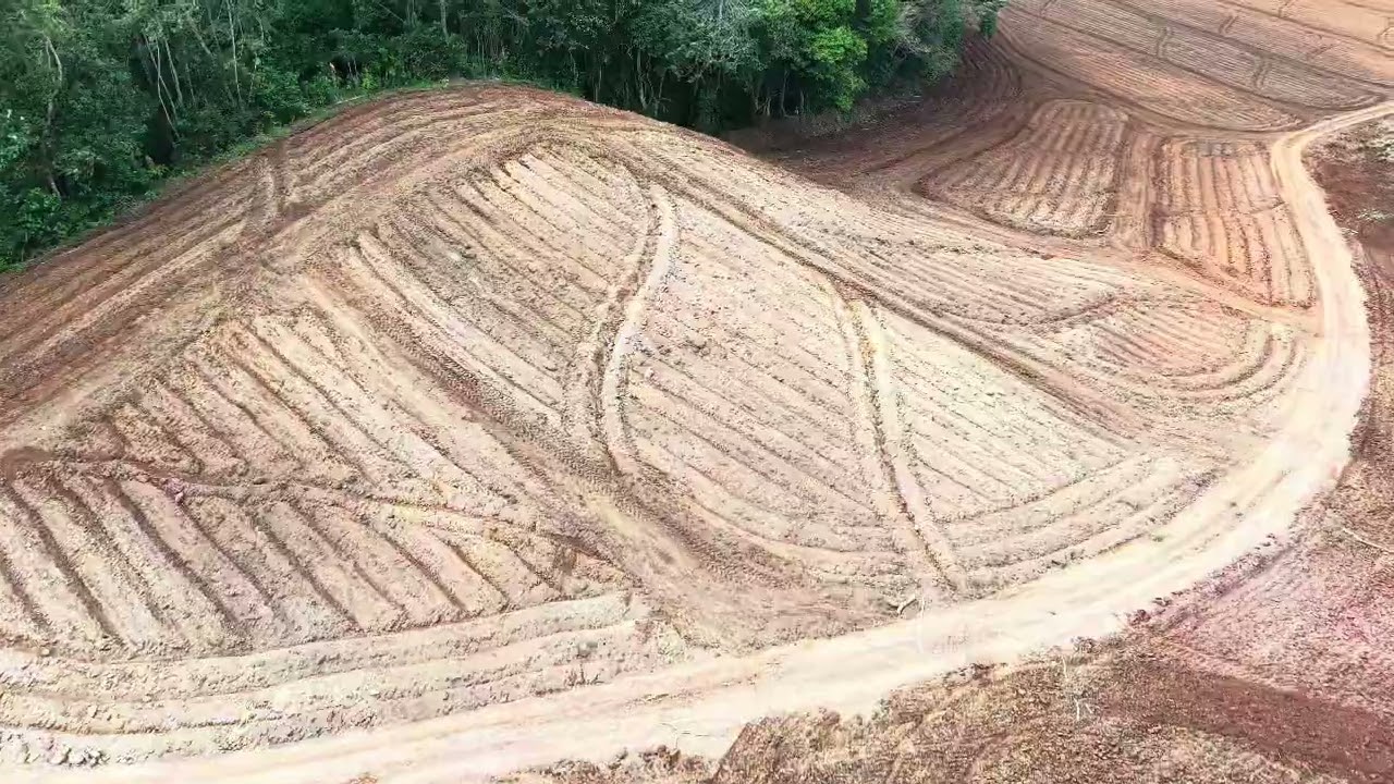 2026 año de sembrar más piña 