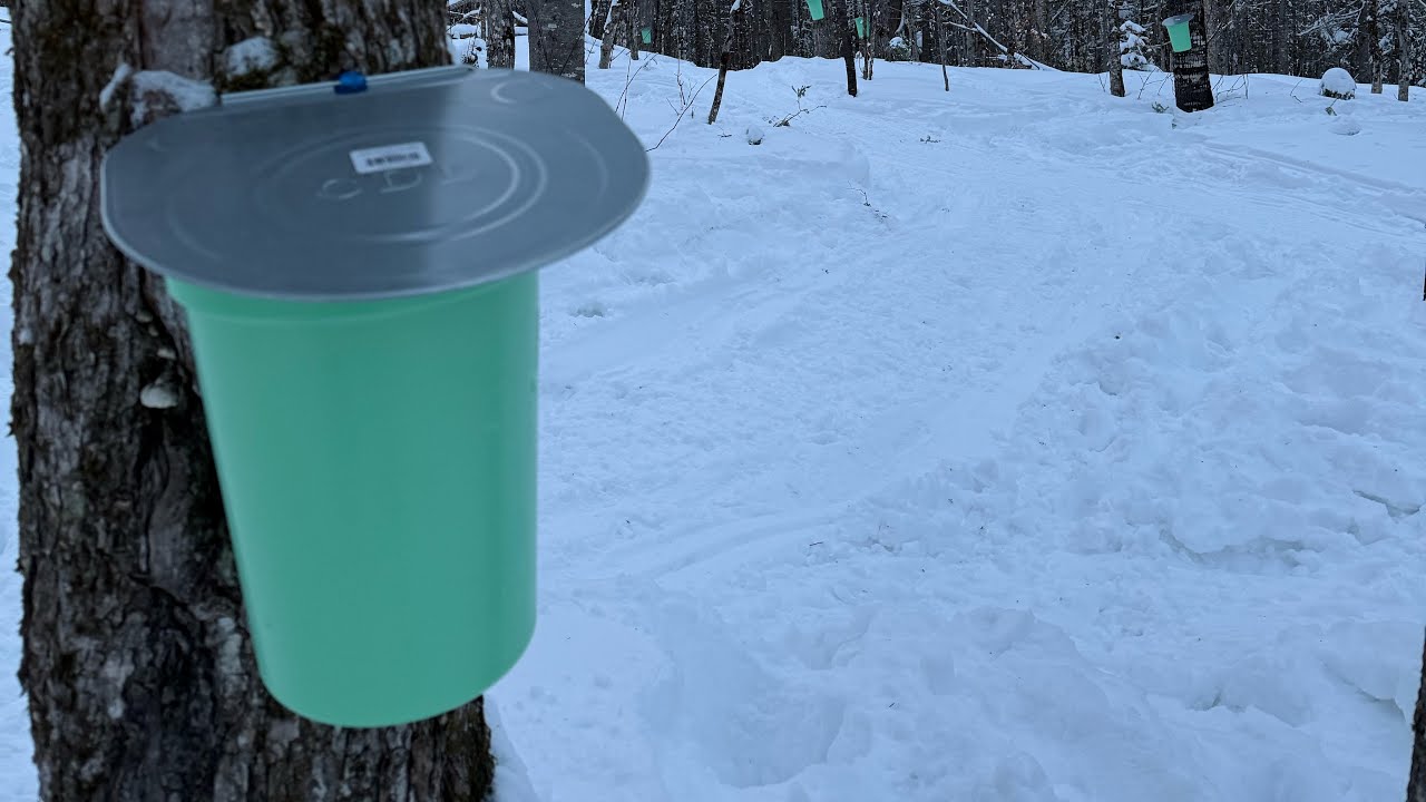 Tapping maple trees with my kids after school 