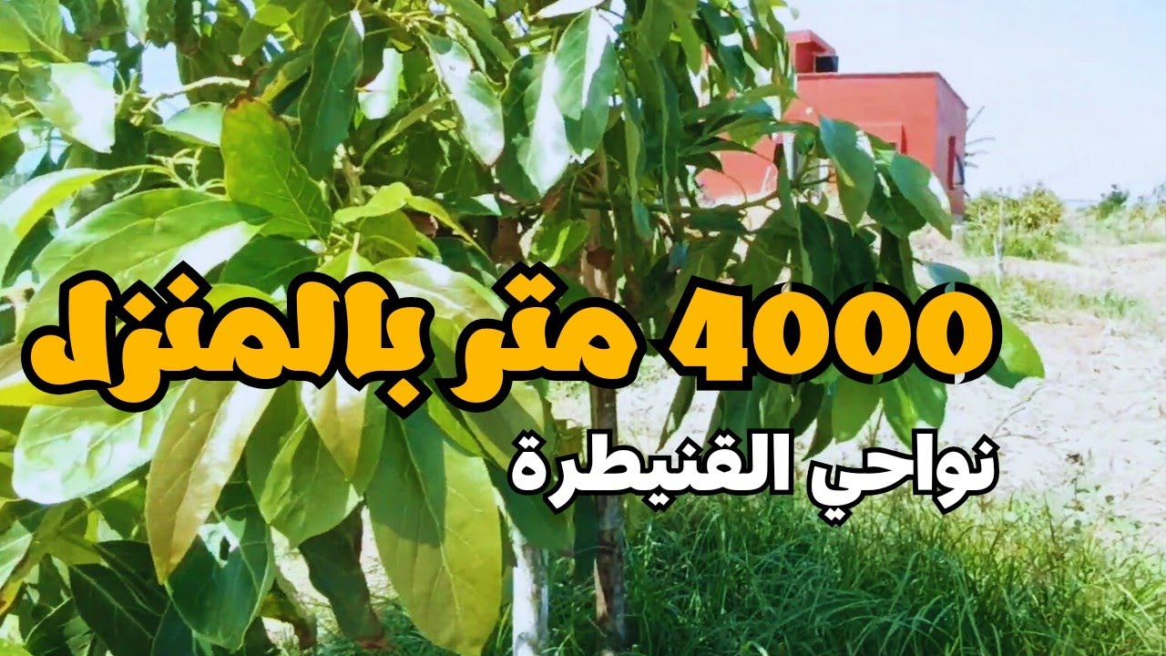 4000 متر محفظة بالمنزل و الاشجار نواحي القنيطرة