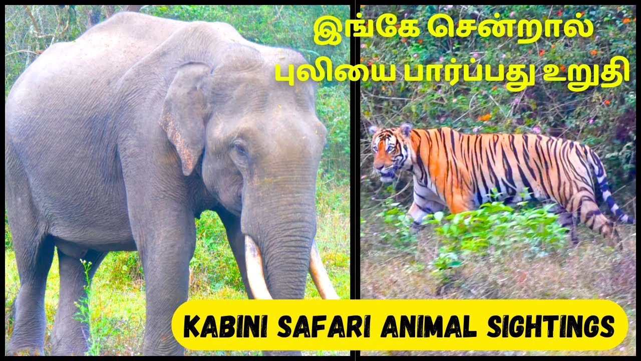 Kabini Safari Animal Sightings | Tiger Encounters | Tusker Elephant | Nagarahole Bus Safari | Tamil