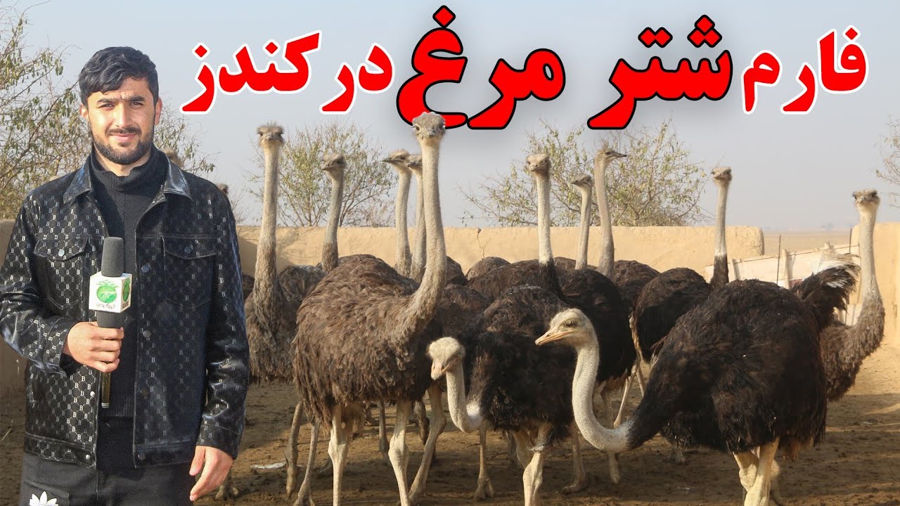 بزرگ ترین فارم شترمرغ در کندز The largest ostrich farm in Kunduz