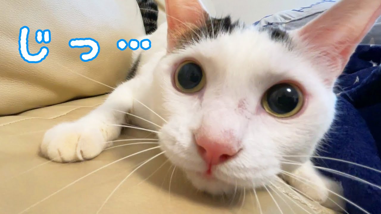 猫と全力で遊んだら可愛い瞬間が撮れまくりました！！