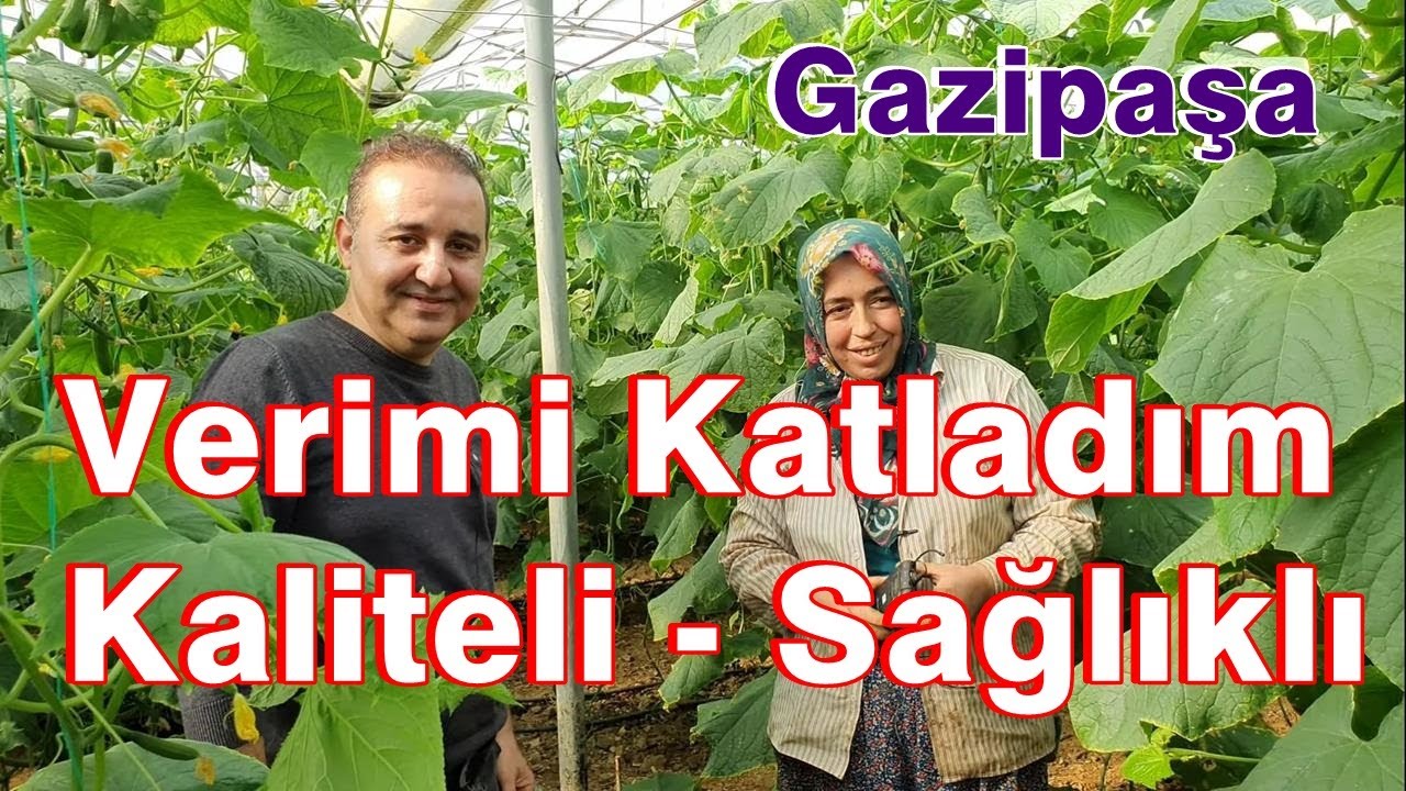 Salatalık Serasında Verimi Katlayan Gübreleme Programı - Turşuluk Hıyarda  Nematod - Kök Çürüklüğü