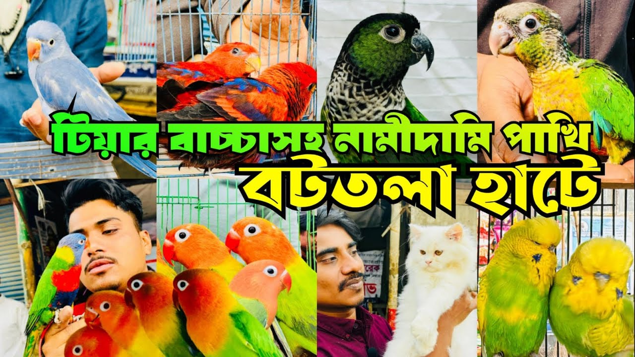 টিয়ার বাচ্চাসহ নামিদা'মি পাখি বটতলা পাখির হাটে | Bottola PakhirHat। | Mirpur 13 Pakhir Hat 