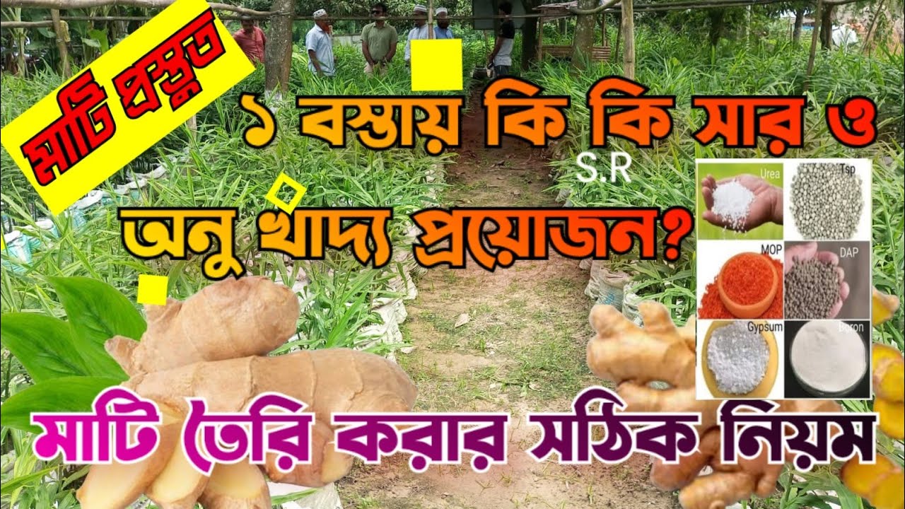 কিভাবে আদা চাষ করে প্রতিটি বস্তায় ১.৫ থেকে ২ কেজি ফলন পাবেন || Ginger cultivation in sacks.
