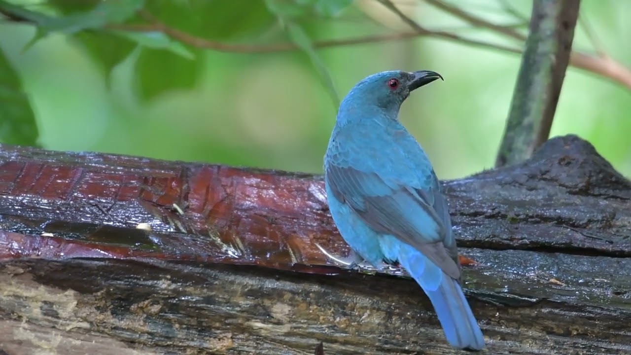 62  นกเขียวคราม Asian Fairy Bluebird