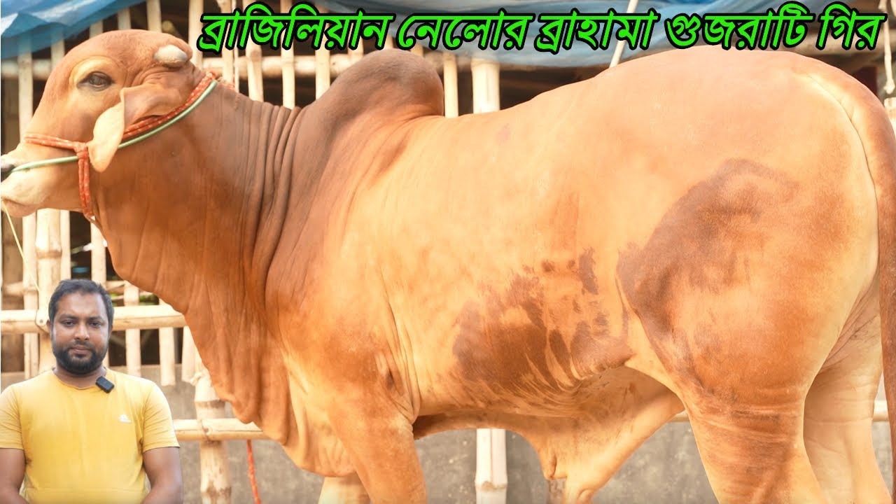আজকেও সেরা মানের সব ব্রাজিলিয়ান নেলোর ব্রাহামা,পাকড়া ও গুজরাটি গির গরু কিনুন কম দামে #brahman #cow