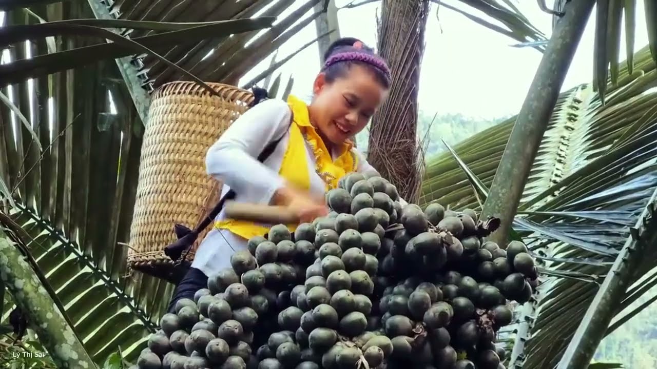 Harvesting fruits, snails, and other natural products from the forest for sale. l Lý Thị Sai