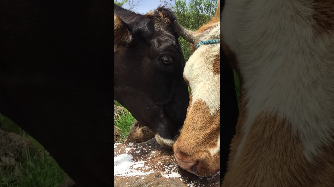 ASMR// COWS EATING SALT😱