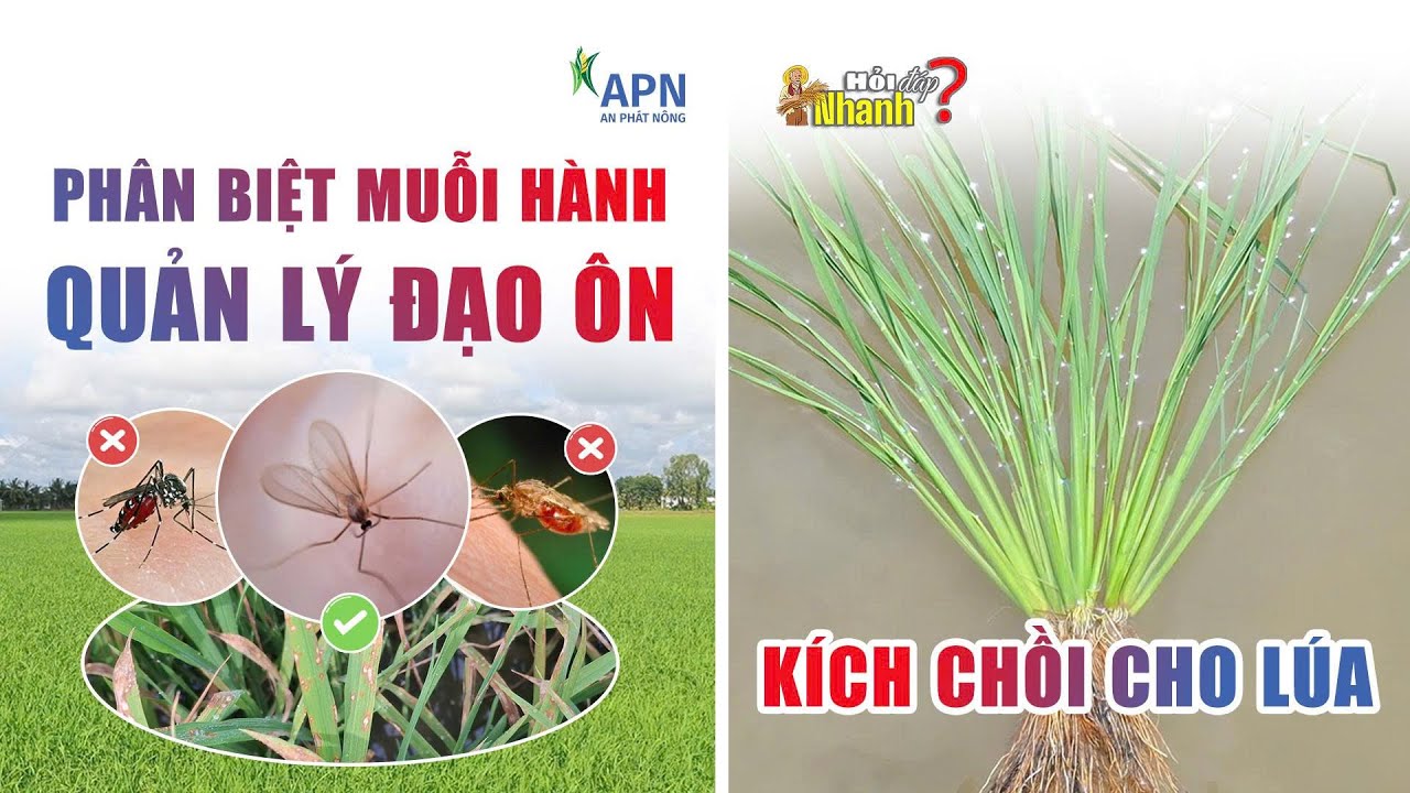 APN - QUẢN LÝ ĐẠO ÔN - KÍCH CHỒI CHO LÚA - PHÂN BIỆT MUỖI HÀNH | HỎI ĐÁP NHANH | ĐÔNG XUÂN 2026