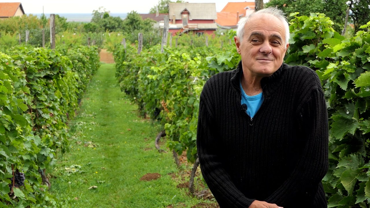 Domaćine kako radiš 06.09.2021. Vinova loza, mali proizvođači, Igroš, Plavinci