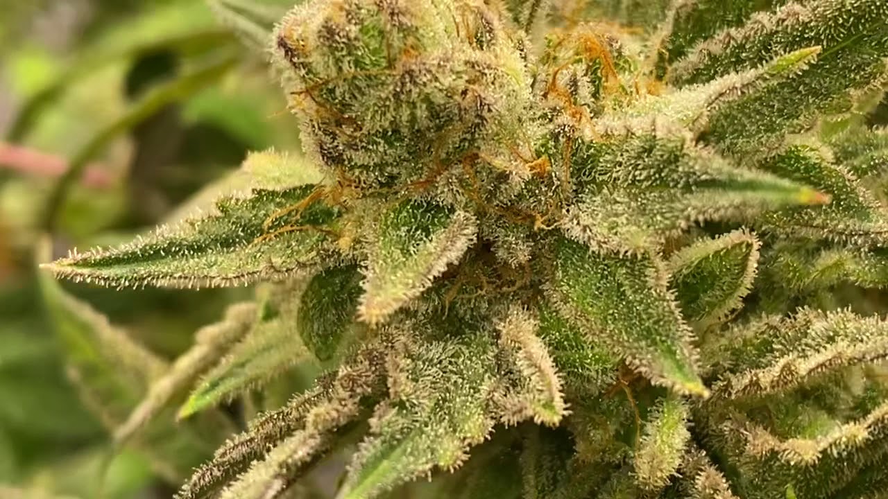 Blood orange sorbet grow journal
