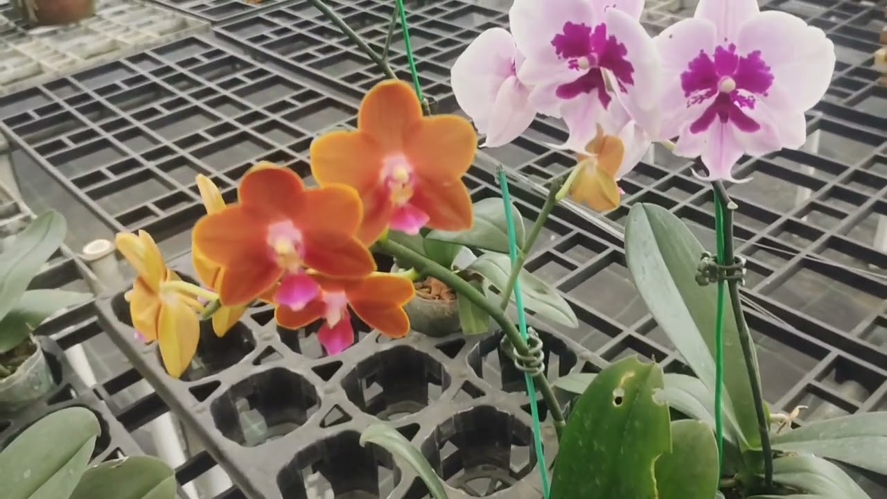 Palakkatte പുതിയ orchid nursery കാണാൻ പോയ video ആണ് /kannadi#pearl orchid #palakkad 
