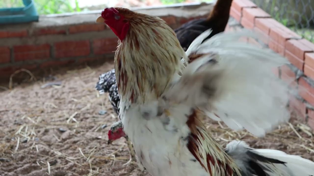 ចំនុចពិសេសមាន់ស៊ីវវៀតណាម