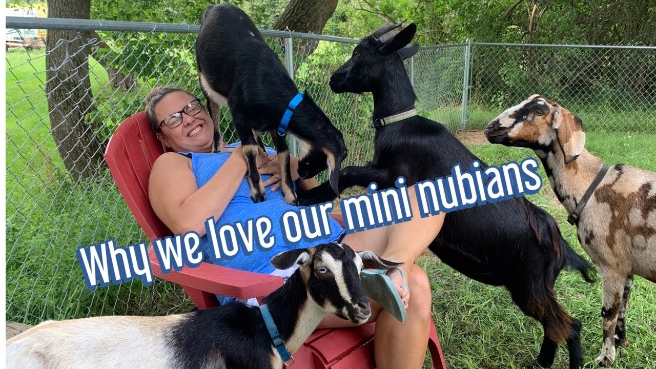 Why we love our Nubians and mini nubians