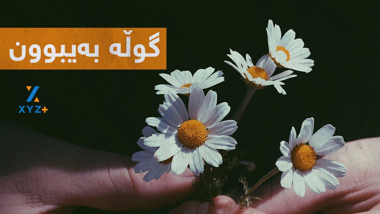 گوڵە بەیبوون خۆرە بچوکەکە