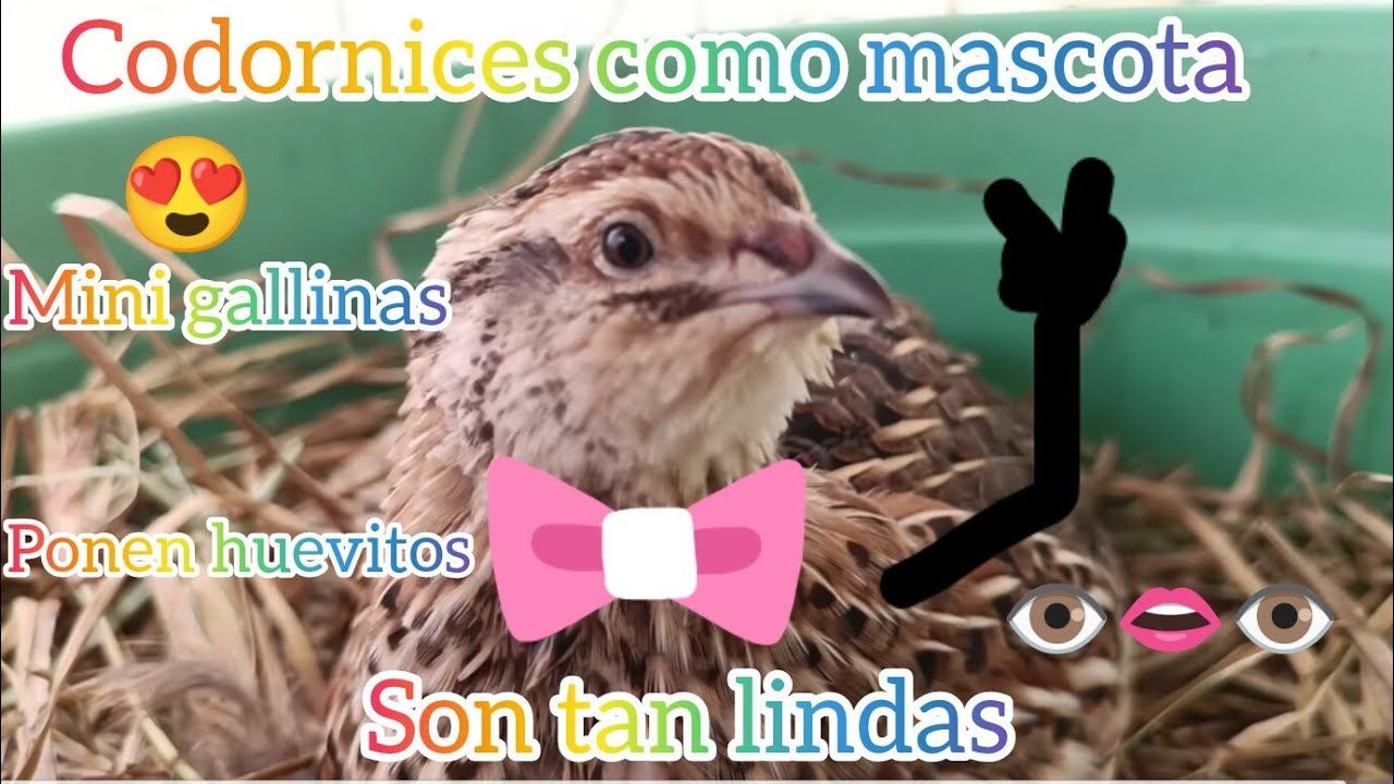 Mis CODORNICES 😍 ya tengo más te enseño el codornicero, te darán ganas de tener una como mascota 😍