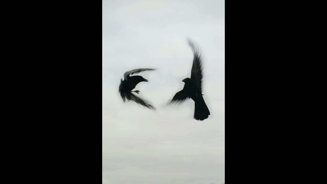 [FREE] 