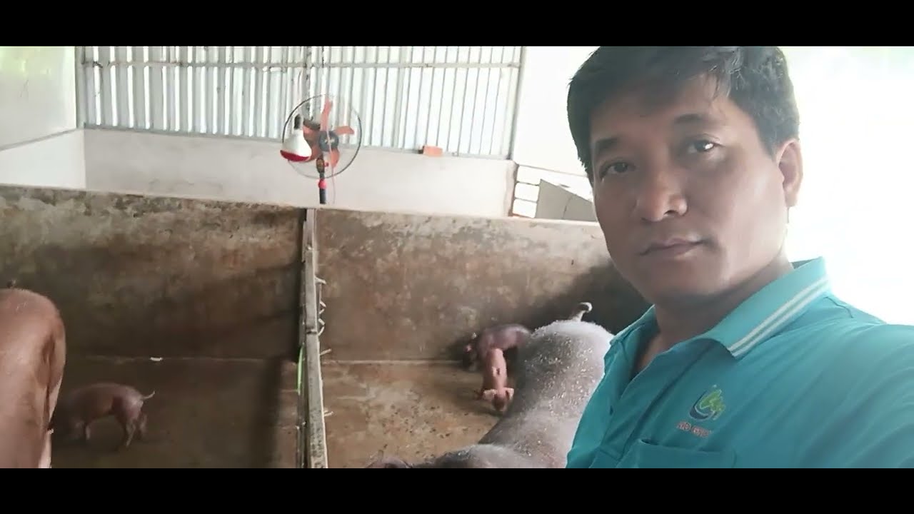 Heo con bữa nai được 12 ngày tuổi, tập cho ăn lần đầu tiên 