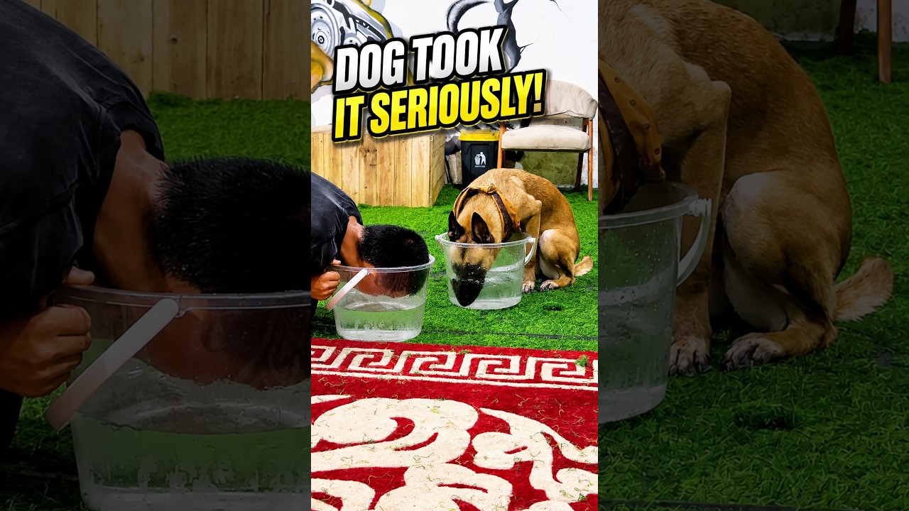 Dog vs Human Water Challenge