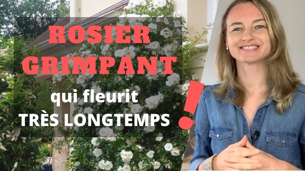 ROSIER GRIMPANT qui fleurit TRÈS LONGTEMPS !
