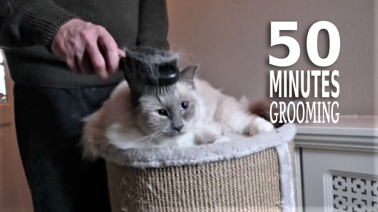 50 Minutes Grooming | Ragdoll Cat | Brushing, Combing  and Shaving with the Pet Hair Clipper