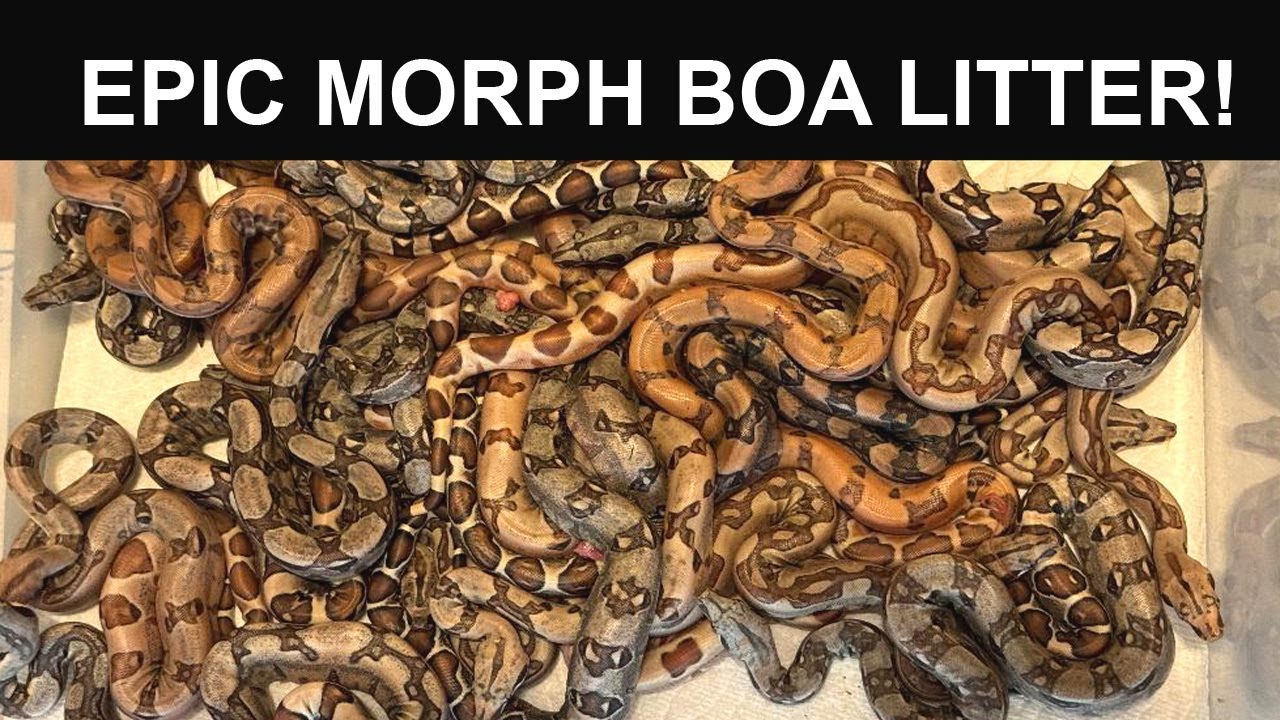 Just Born- EPIC Marron Hypo Jungle Morph Boa Litter!