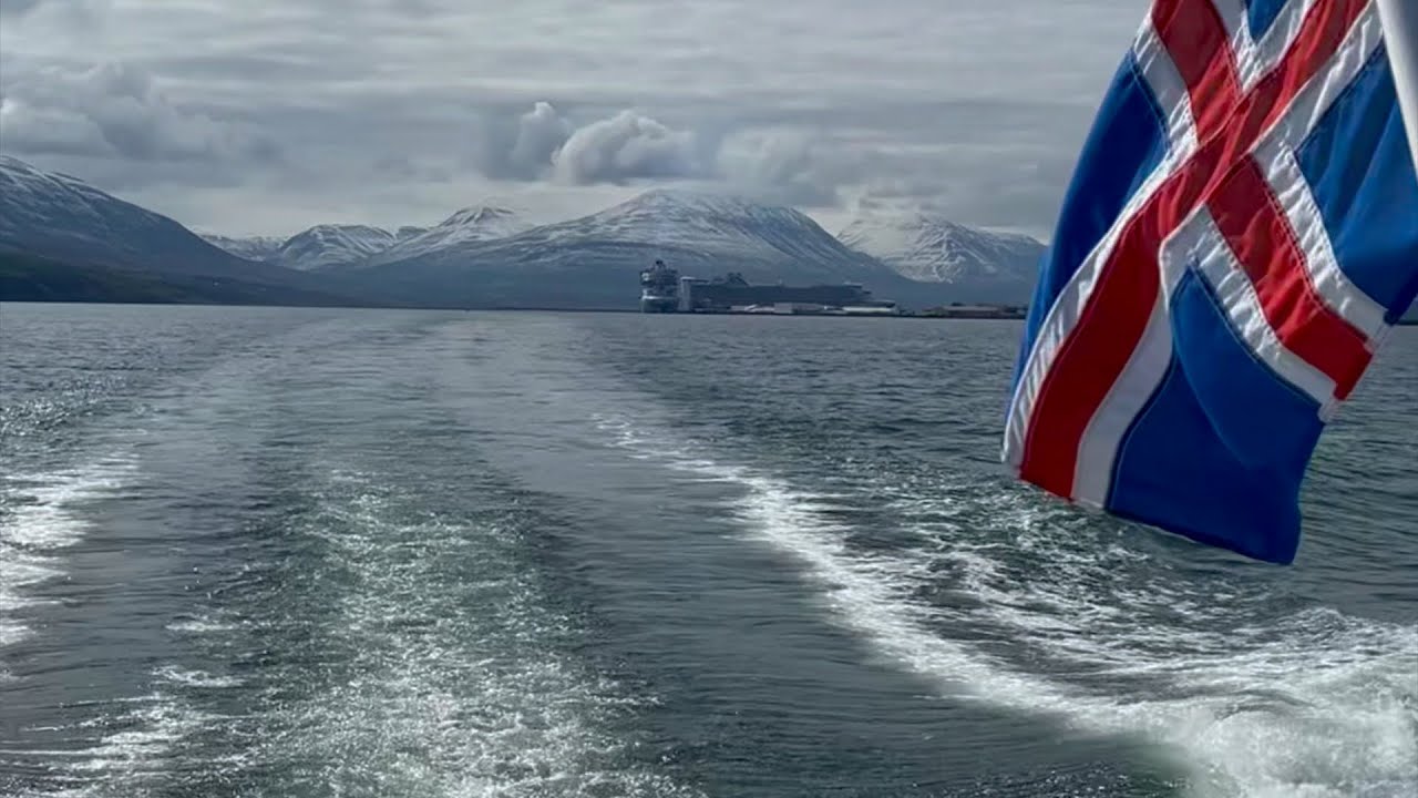 Whale watching in Iceland