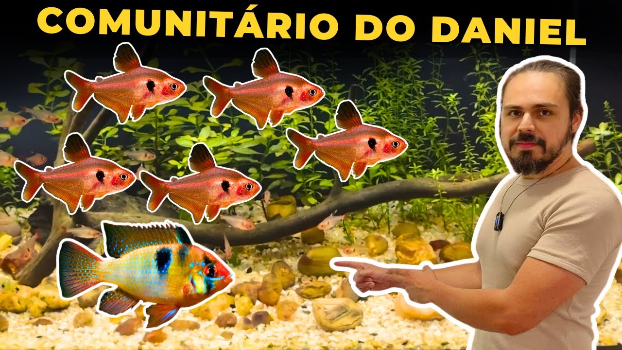 🔴OS LINDOS AQUÁRIOS DO INSCRITO DANIEL |Mr. Betta|