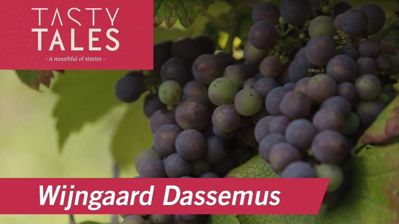 WIJNGAARD DASSEMUS (Chaam) &bull; Natural wines from the Netherlands &bull; Tasty Tales