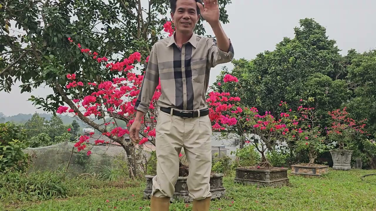 Vải đã OK... Quay về làm vườn thôi 