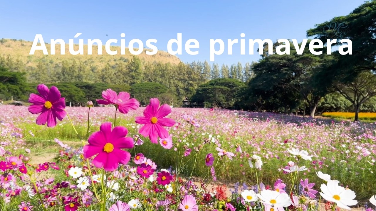 Anúncios de primavera - Momento Espírita