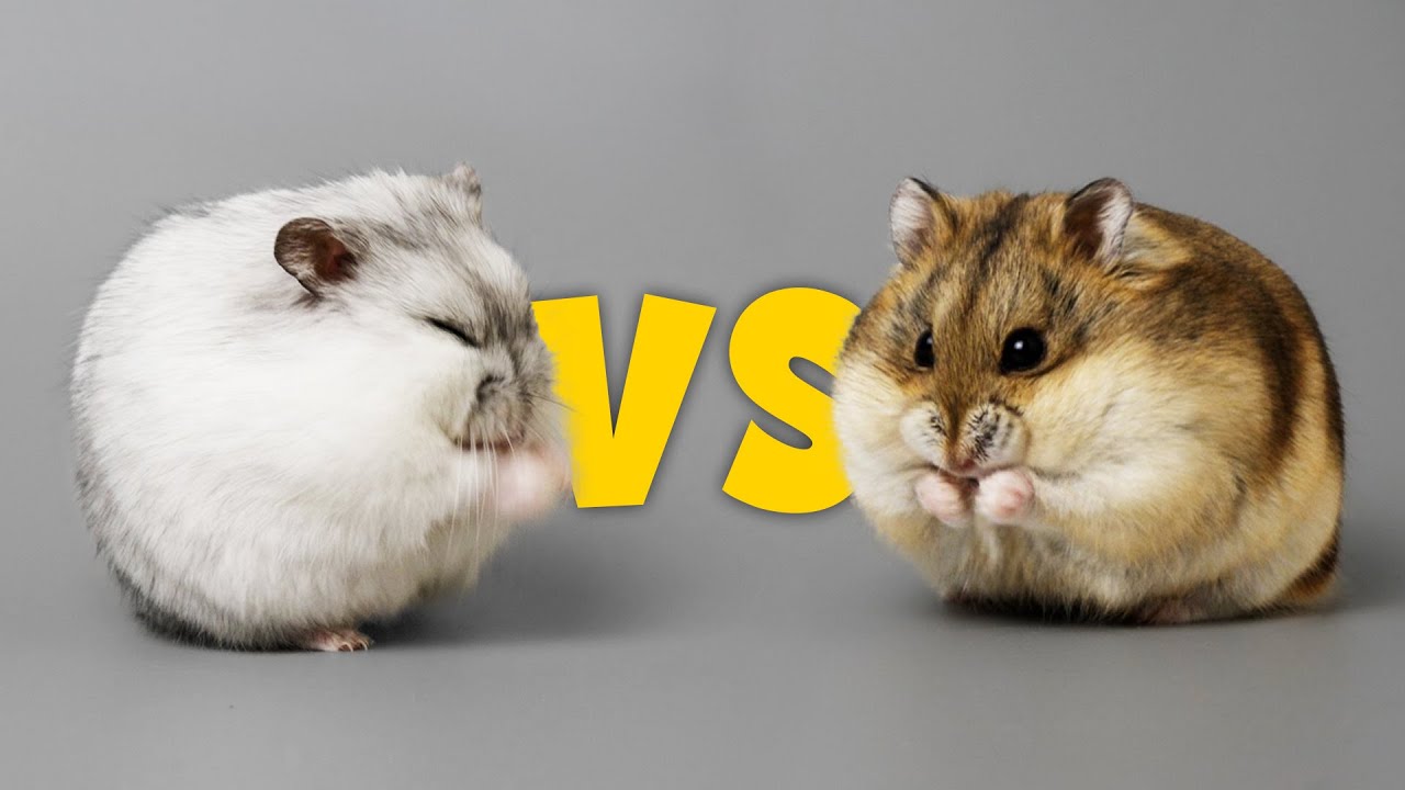 Key Differences: Winter White and Campbell Hamsters