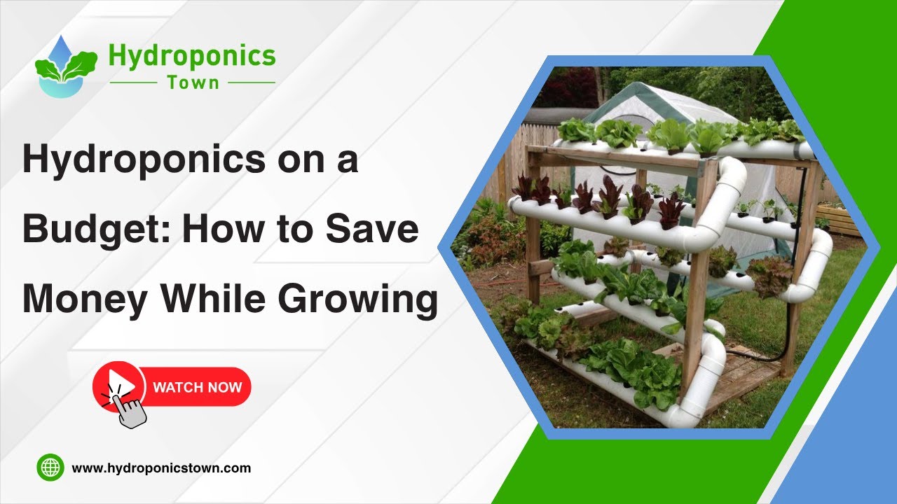 Hydroponics on a Budget: How to Save Money While Growing