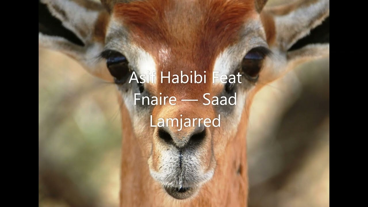 fnaire et saad assif habibi halal no music