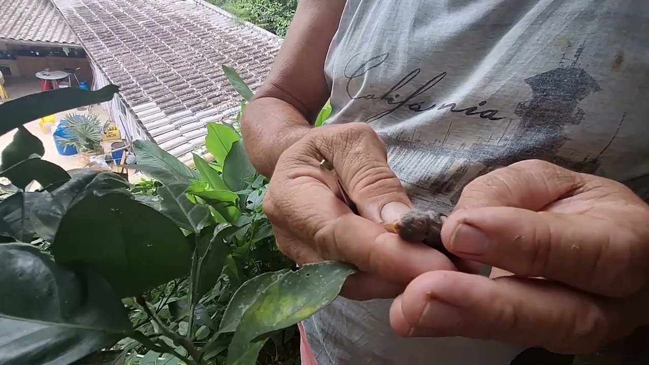 Bernes em Beija flor.