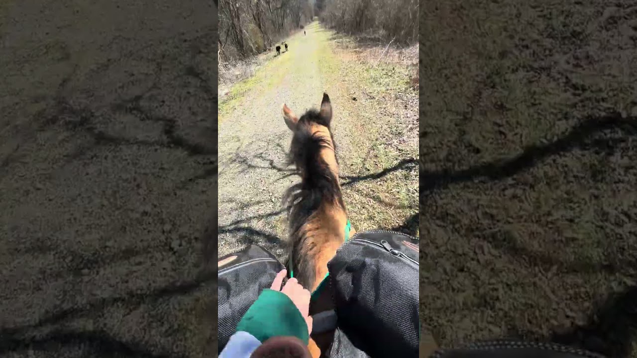 Vid and pics of training horse