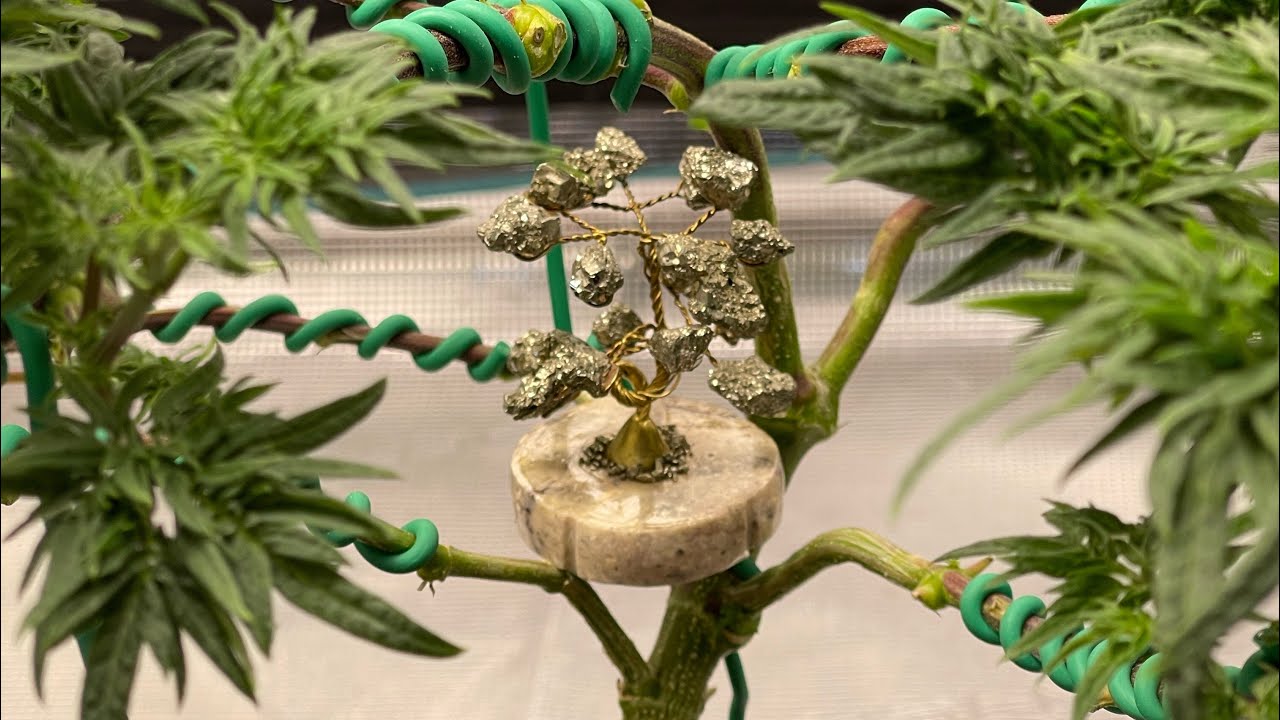 FREAKSAI 🌳 I Love Bending & Tying Up My Little Freak 🪢 Check Out The Mini Bonsai 🌳 I Got #bonsai