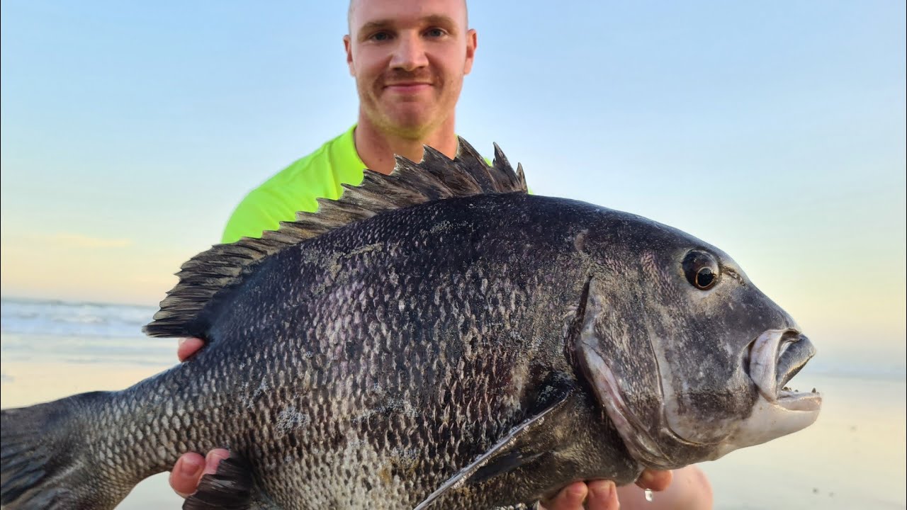 GIANT Black Musselcracker #poenskop