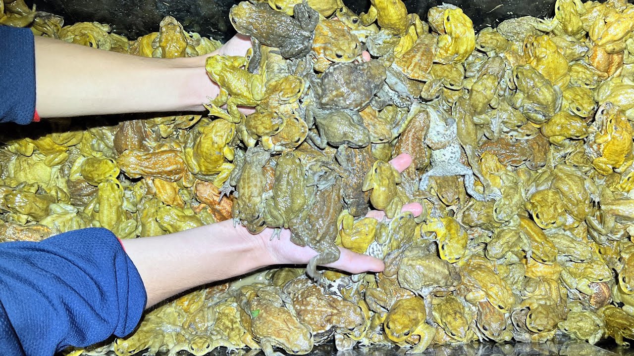 南の島で大繁殖している外来ヒキガエルを本気で乱獲したらとんでもない事になった
